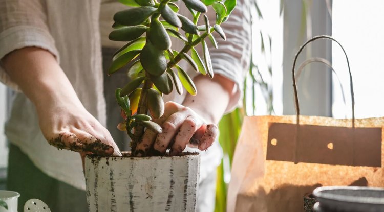 The Healing Potential Of Horticultural Therapy Gardening To Promote The Healing Potential Of Horticultural Therapy Gardening To Promote