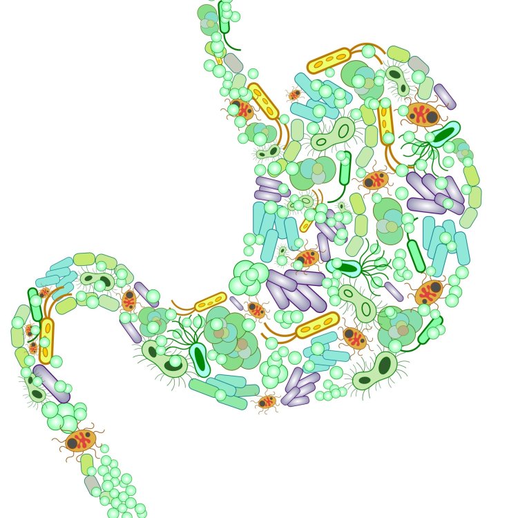 Harnessing the Power of Prebiotics and Probiotics: Nourishing Your Gut with Beneficial Nutrients and Microorganisms
